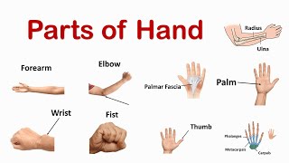 Parts of hand | Learn English Words | Vocabulary with pictures
