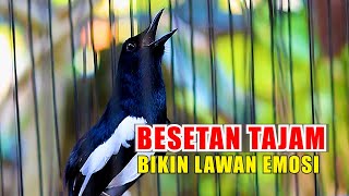 BESETAN TAJAM KACER GACOR, BIKIN KACER LAIN JADI TAMBAH EMOSI