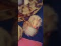 hamster