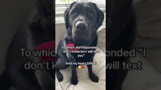 Mother walks out on husband, toddler, and black Labrador retriever ?