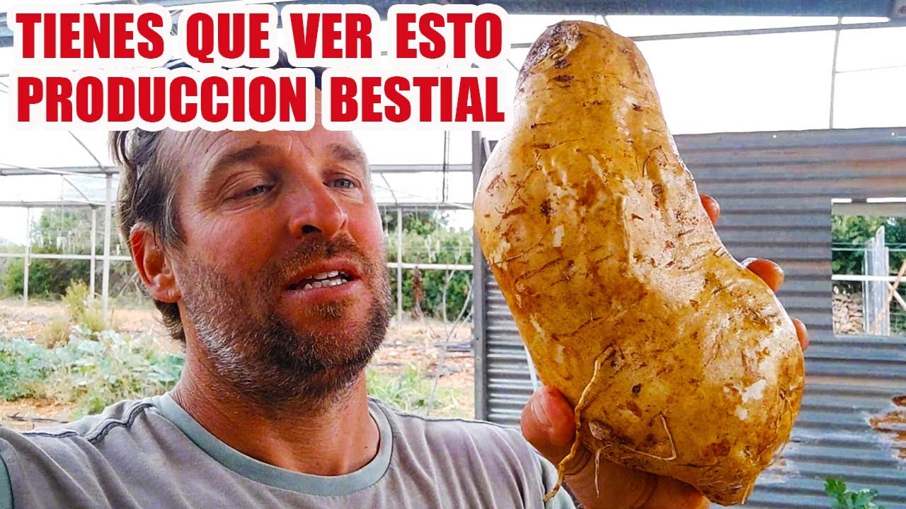 COMO CULTIVAR EL BONIATO Y SACAR UNA PRODUCCION BESTIAL.