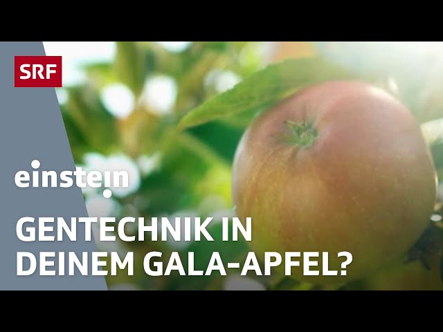 Grüne Gentechnik: Werden Äpfel wie Gala und Golden Delicious dadurch nachhaltiger? | Einstein | SRF