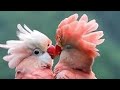 Our Bird collection எங்கள் பறவை கூட்டம்
