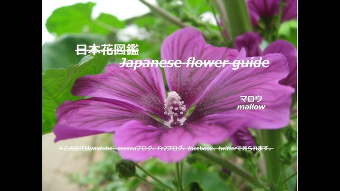 美人薄命 The Life Of A Beautiful Woman Is Short 芙蓉 ふよう Cotton Rose 季節の花 日本花図鑑 Japanese Flower Guide Youtube