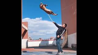 Belgian malinois Magic Fly\\прыжки малинуа, летающие малинуа