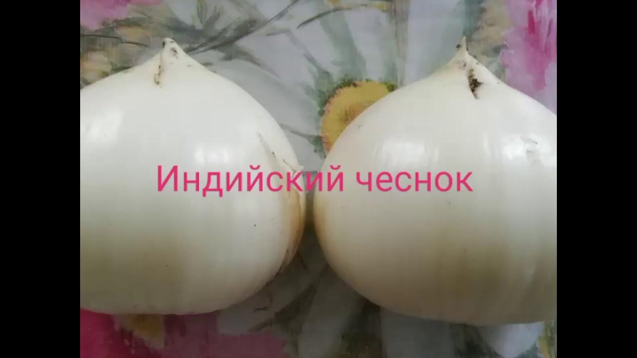 Индийский чеснок фото и применение Индийский чеснок от А до Я - YouTube