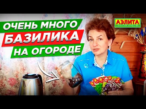 Очень много базилика на огороде. Сорта базилика: пурпурные, зеленые, бордовые.