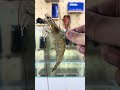 Rig it right. Make your shrimp swim - Kanama Luminous Shrimp Hooks.