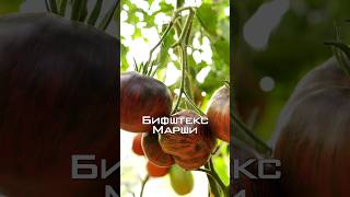 Вкусный экзотический сорт томата Звёздный Истребитель Бифштекс Марши.