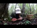 Как правильно искать грибы в лесу.
