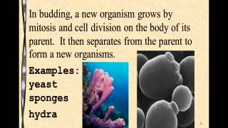 Chapter 4 Lesson 2