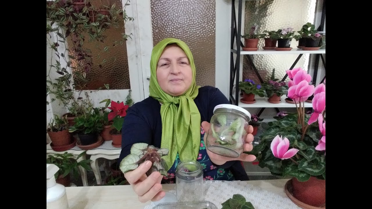 MENEKŞELERDE KÖK ÇÜRÜMESİ NEDEN OLUR | KÖK ÇÜRÜMESİ OLAN MENEKŞE NASIL KURTARILIR