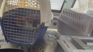 Animal control officers seize dozens of cats, other animals from Wales home