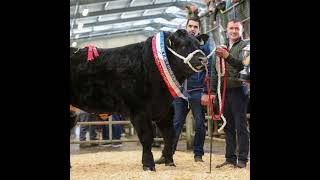 Behind the Scenes with Noel McSweeney: Preparing Championship Cattle for the Tullamore Show