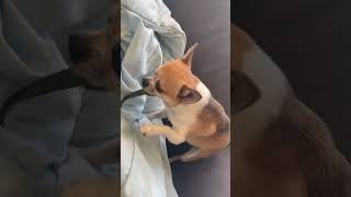 PACO COMENDO QUIABO 😝 Profile