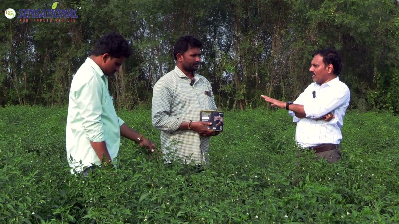 Sensational Setting for chilly