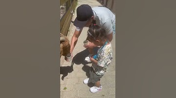 Visiting petting zoos