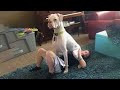 Funniest Cats And  Dogs-#2 - Priceless Reactions😂 -TikTok Pet City