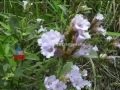 Neelakurinji Blooms Chinnakanal