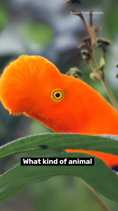 what-animal-is-this-youtube