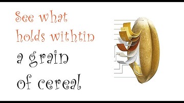 Structure, function, composition and nutritional value of a cereal grain