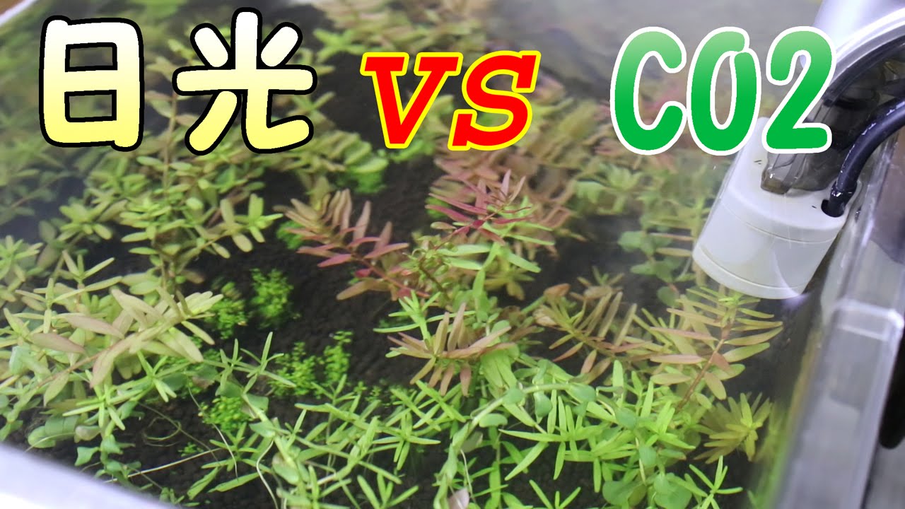 水草の水上葉はどのくらいで水中葉になるのでしょうか ロタラ 立ち上げて日光とco2添加で実験してみました Experiment With Co2 Addition Youtube