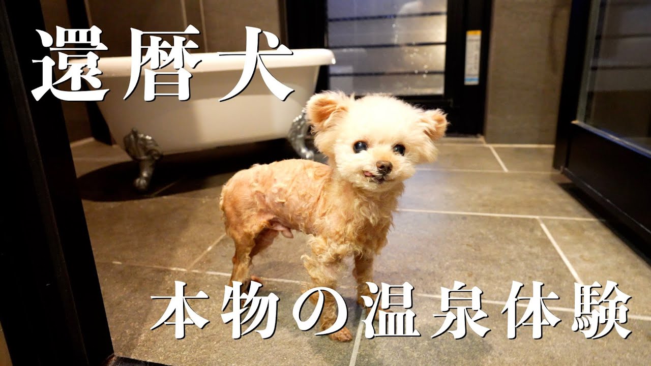 【11歳お誕生日旅行⑦】愛犬を本物の温泉に入れてみたら・・・【トイプードル】
