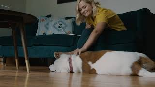 Pet Bed - How To Redeem