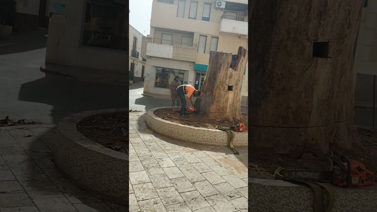 Lo que queda del Olmo (5)