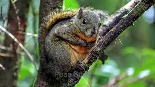 The Poas Squirrel