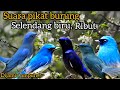 Suara Pikat Burung Ribut Selendang Biru Di Jamin Lengket Mp3 - Mp4 Download