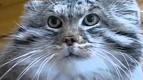 Watch the video about Wild cat manul seriously angry