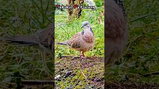 Tekukur Gacor Kuk 1 Memanggil Temannya Agar Bunyi tekukur