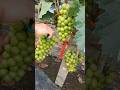 "grapes fruit cutting #grapenation #grape #pruning #farming