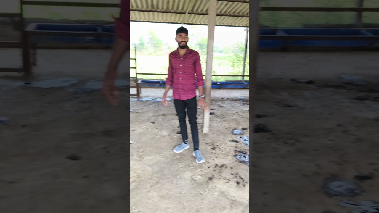 Ideal Sheep Shed Size & Layout 🐑📏 | शेडची योग्य रचना कशी करावी🐏🐑