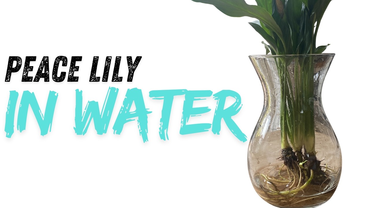 The Complete Guide to Growing Peace Lilies in Water - Planet Houseplant