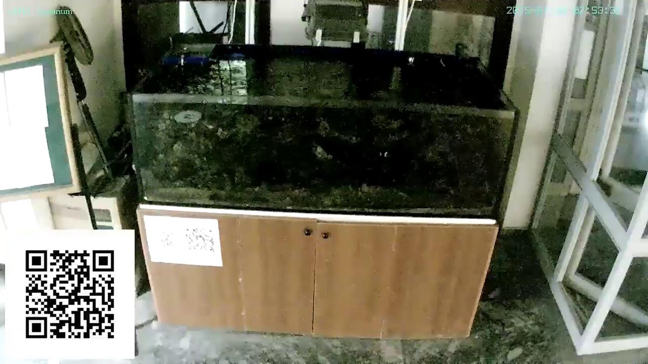 Reef Tank Live