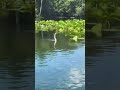 A normal day with our wild friends at Silver Springs 😊🐢 #getupandgokayaking #clearkayaking