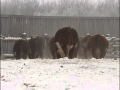 2011  herefords  mc quantock canadas bulls