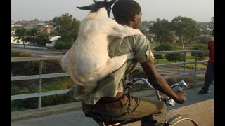 THE GOAT THIEF  | Sneak Thief