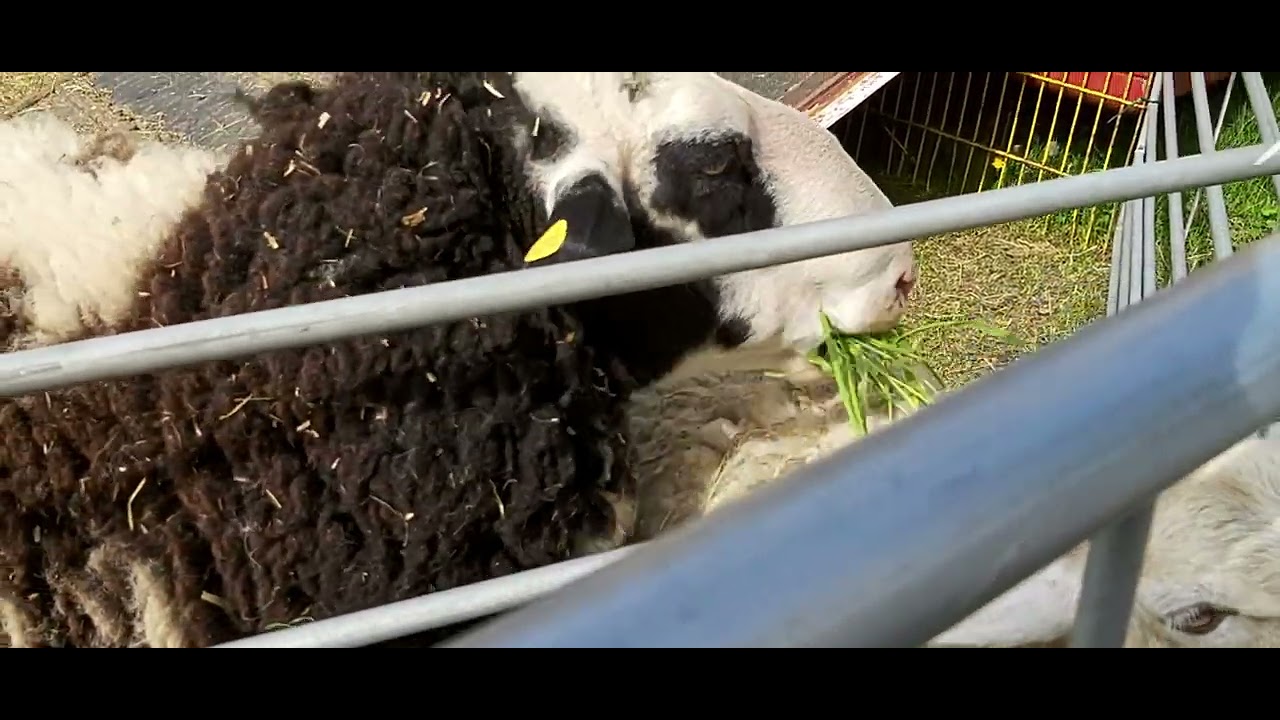 04.05.2023. Köln. Zirkus Bügler. Schafe.