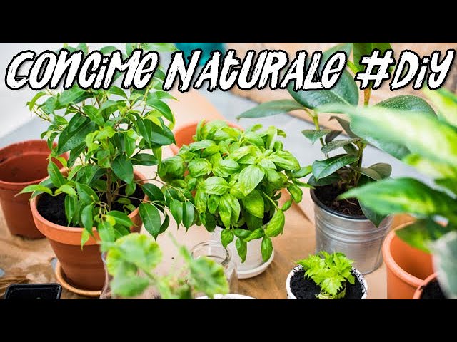 Concime Naturale Fertilizzante Liquido Fai Da Te Liquid Fertilizer Diy Youtube