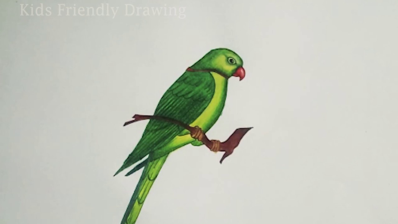 Featured image of post Realistic Parrot Drawing Step By Step This will form the parrot s head