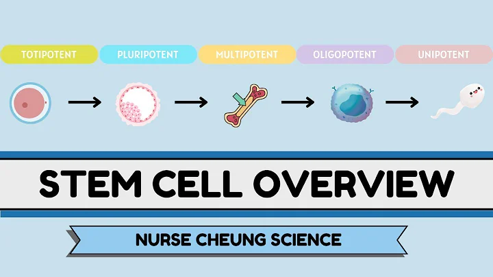 Totipotent, Pluripotent, WHAT?! | Stem Cells Made Easy for TEAS 7