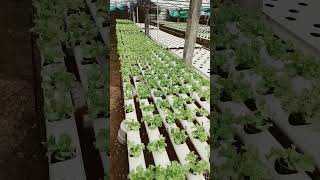 Next Week na Kayo garden lettuce lettucegrow