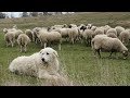 Maremma Sheepdogs | Fearless Flock Guardians の動画、YouTube動画。