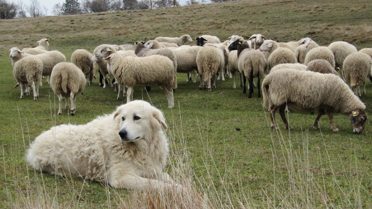 Maremma sheepdog puppies for sale italy