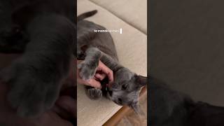 Vlogs del catin #cat #cats #vlog #vlogs #michis