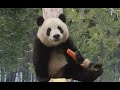 下饭必备，熊猫吃东西，治愈各种厌食、挑食症