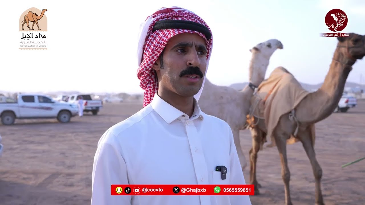 اليوم الاول بمزاد ألابل بالمدينة المنورة  بمحافظة الحناكية